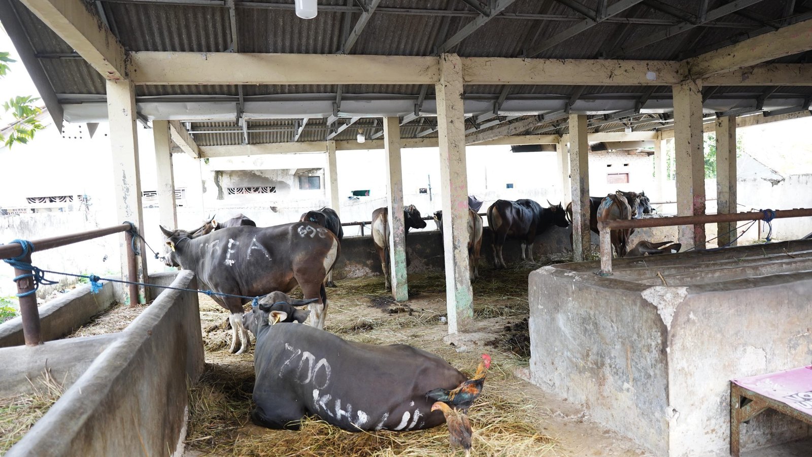 Hari Raya Idul Adha 2025 M/1446 H, IIEC Sembelih 9 Ekor Hewan Qurban